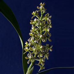 Encyclia vespa