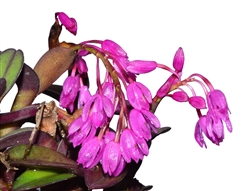 Epidendrum amethystinum