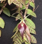 Epidendrum escobarianum species