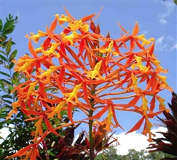 Epidendrum macrocarpum