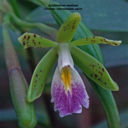 Epidendrum medinae
