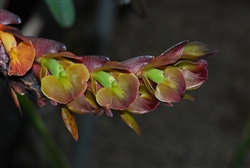 Epidendrum summerhayesii