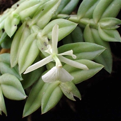 Epidendrum whittenii