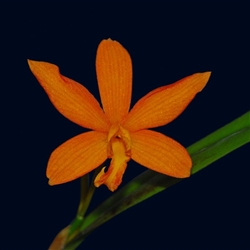 Laelia harpophylla x Sophronitis coccinea species