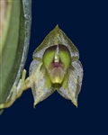 Lepanthes agglutinata