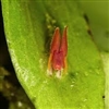 Lepanthes amphioxa aff