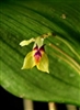 Lepanthes athenna