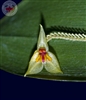 Lepanthes auriculata species