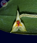 Lepanthes auriculata species