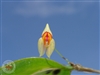 Lepanthes cingens species