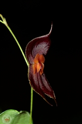 Lepanthes corkyae species