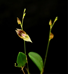 Lepanthes effusa