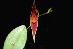 Lepanthes elegantula x ionoptera