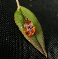 Lepanthes gargoyla species