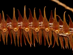 Lepanthopsis hirtzii