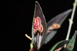 Lepanthes jubata