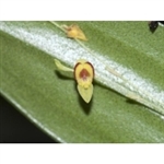 Lepanthes narcissus