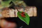 Lepanthes pelvis