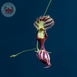 Lepanthes terborchii