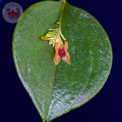 Lepanthes turialvae