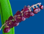 Lepanthopsis ubangii