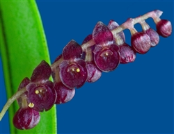 Lepanthopsis ubangii