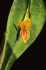 Lepanthes mucronata