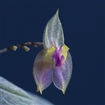 Lepanthes dunstervilleorum species
