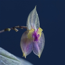 Lepanthes dunstervilleorum species