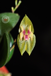 Lepanthes tamaensis