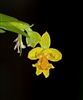 Lockhartia chocoensis species