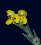 Lockhartia chocoensis