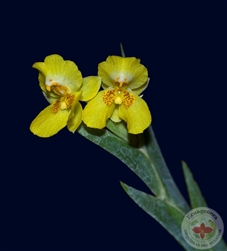 Lockhartia chocoensis