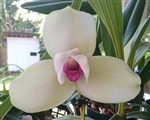 Lycaste virginalis