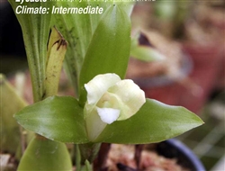 Lycaste macrophylla subsp. xanthochilla