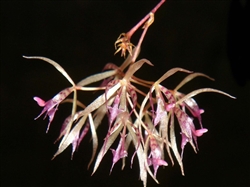 Macroclinium dalstromii species