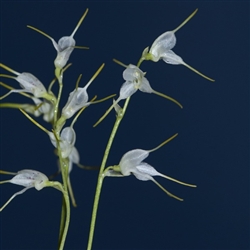 Masdevallia abbreviata species