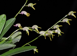 Masdevallia bulbophyllopsis species