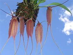 Masdevallia patula