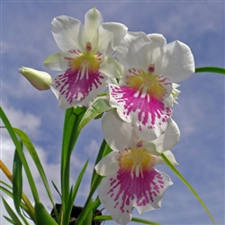 Miltoniopsis phalaenopsis species