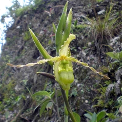 Phragmipedium boisserianum