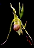 Phragmipedium hirtzii