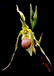 Phragmipedium hirtzii