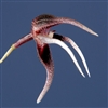 Pleurothallis condorensis