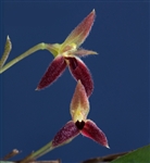 Pleurothallis funerea species