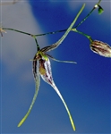 Pleurothallis macroblepharis