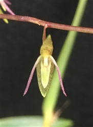 Pleurothallis micklowii species