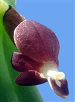 Pleurothallis penelops