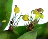 Pleurothallis penicillata