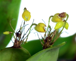 Pleurothallis penicillata